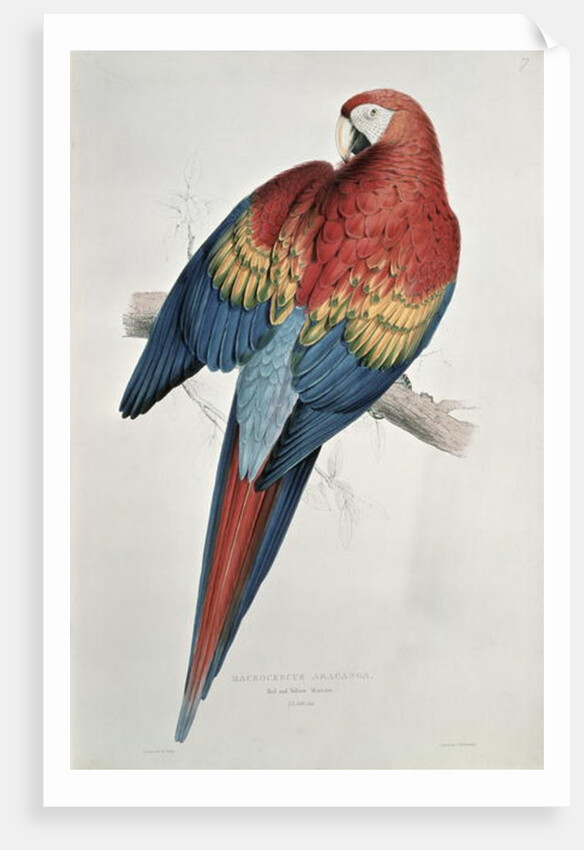 Red and Yellow Macaw by Edward Lear
