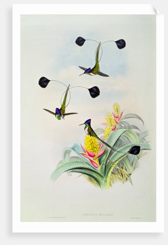 Hummingbird by John & Richter Henry Constantine Gould