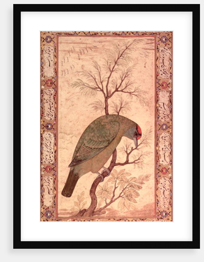 A Barbet Jahangir Period, Mughal, 1615 by Mansur