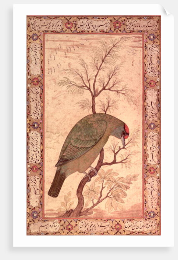 A Barbet Jahangir Period, Mughal, 1615 by Mansur