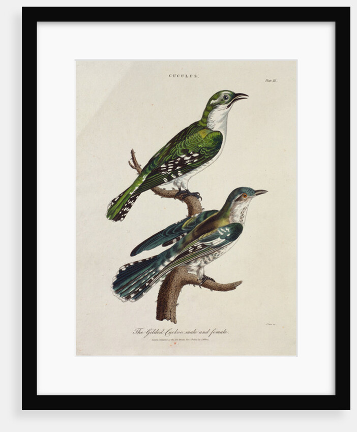 Gilded Cuckoo, Male and Female by English School