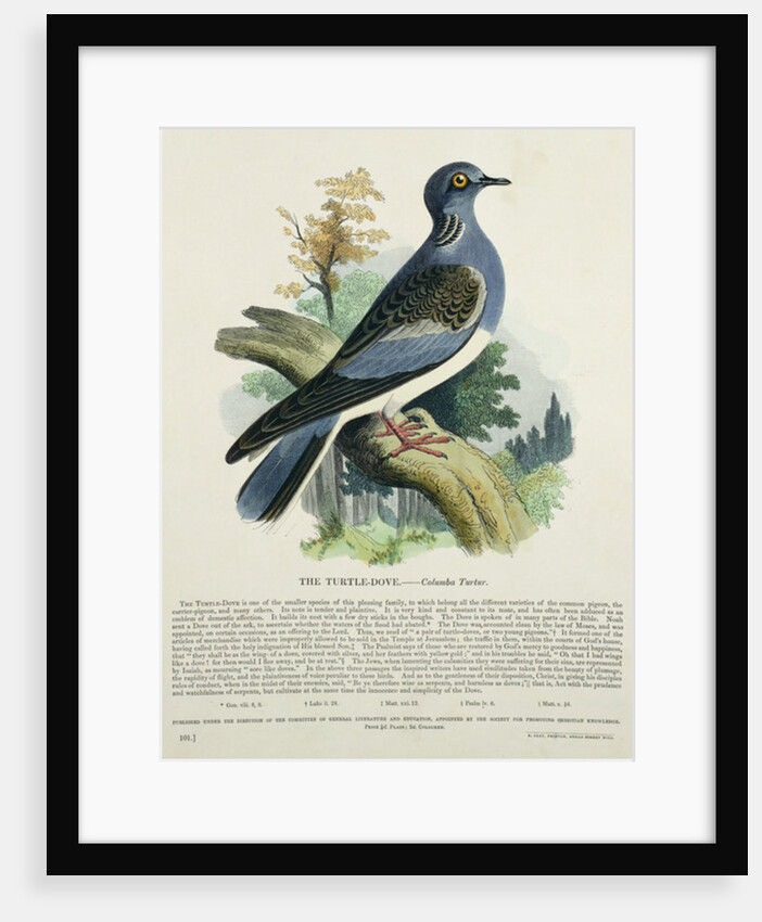 Turtle-Dove by English School