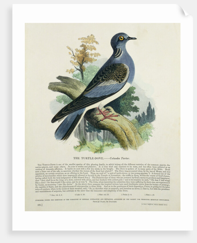 Turtle-Dove by English School