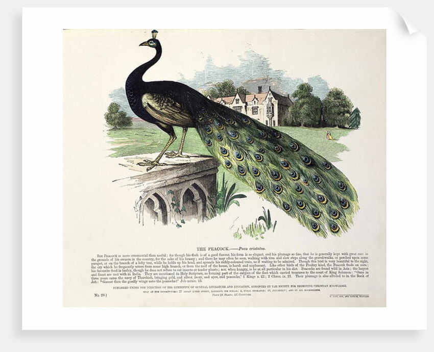 Peacock by English School