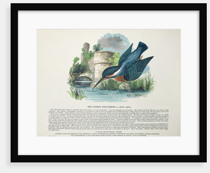 Common Kingfisher by English School
