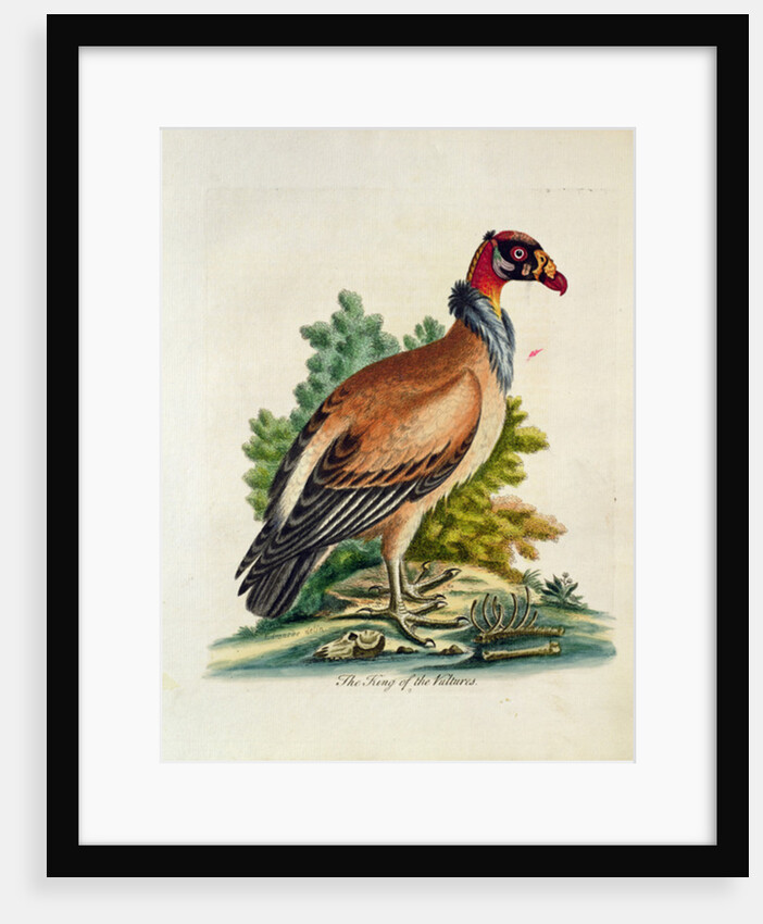 The King of the Vultures by English School