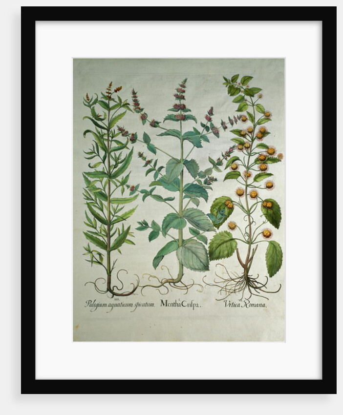 Mint: Mentha crispa by Anonymous