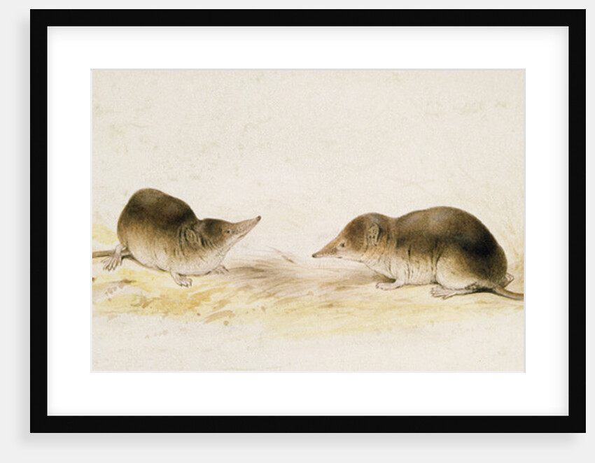 Shrews by Edward Lear
