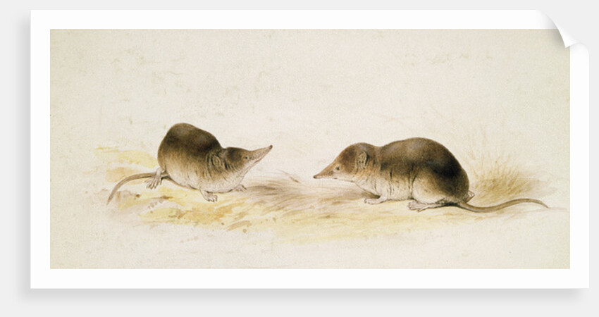 Shrews by Edward Lear
