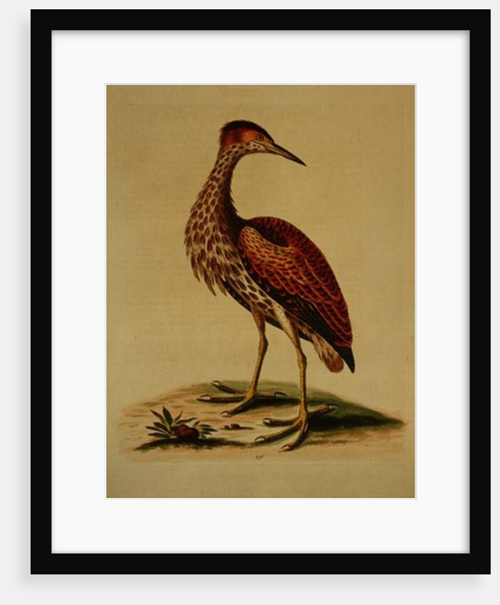 Bittern from Hudson's Bay, 1748 by George Edwards