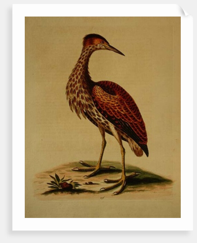 Bittern from Hudson's Bay, 1748 by George Edwards