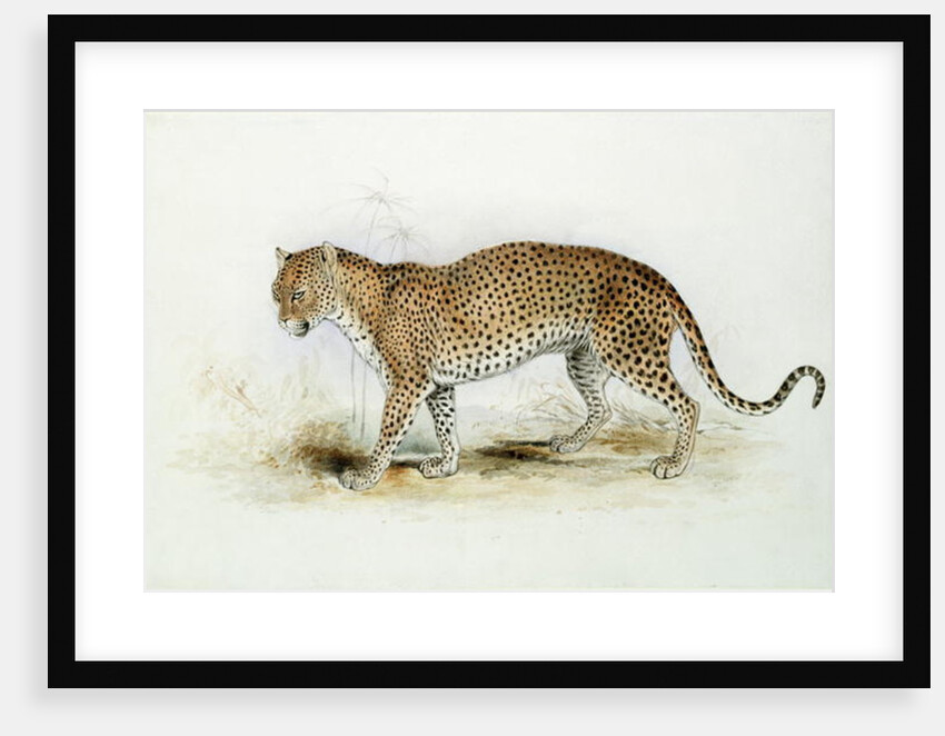 The Leopard by Edward Lear