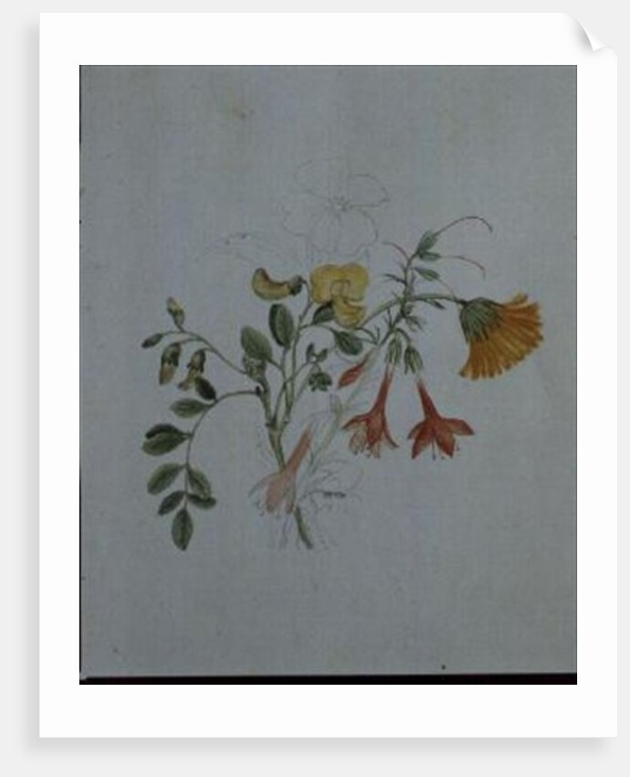 Broom and Marigolds by Caroline Louisa Meredith