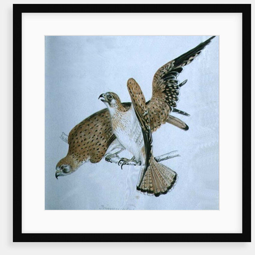 Birds of Prey, 19th century by Caroline Louisa Meredith
