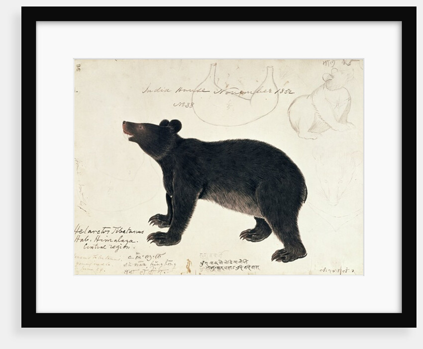 Drawing of an Asiatic Black Bear, 'Ursus Tibetanus' by Anonymous