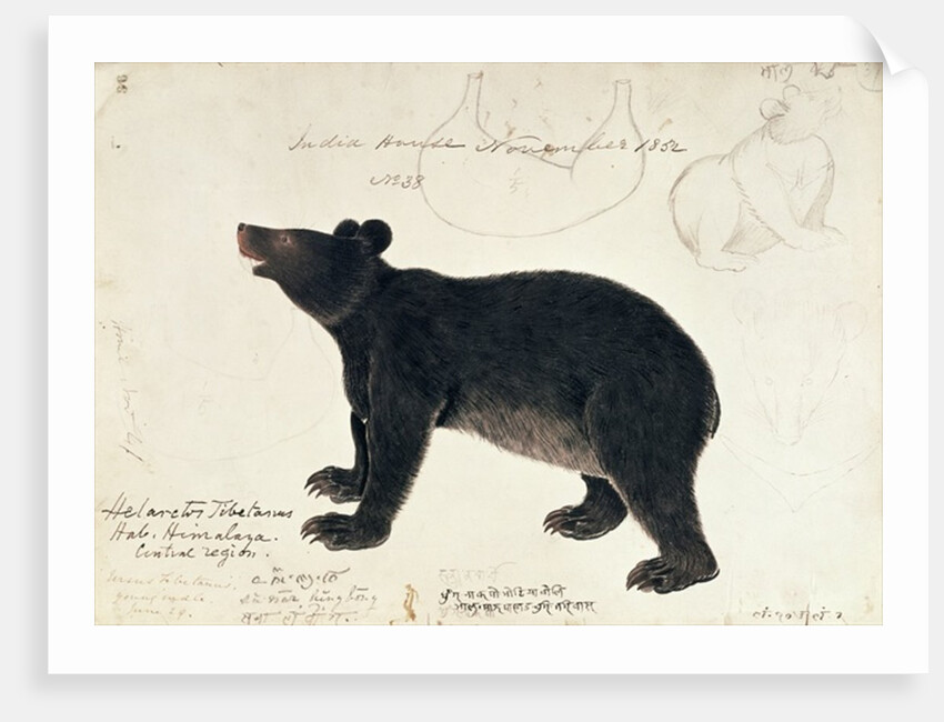 Drawing of an Asiatic Black Bear, 'Ursus Tibetanus' by Anonymous