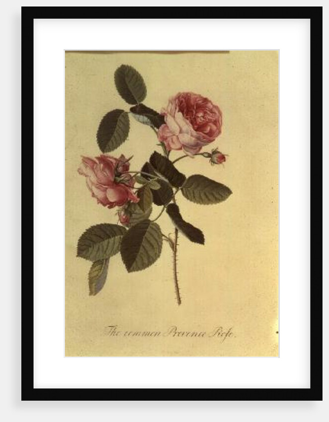 The Common Provence Rose by Georg Dionysius Ehret