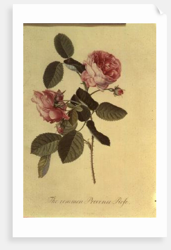 The Common Provence Rose by Georg Dionysius Ehret
