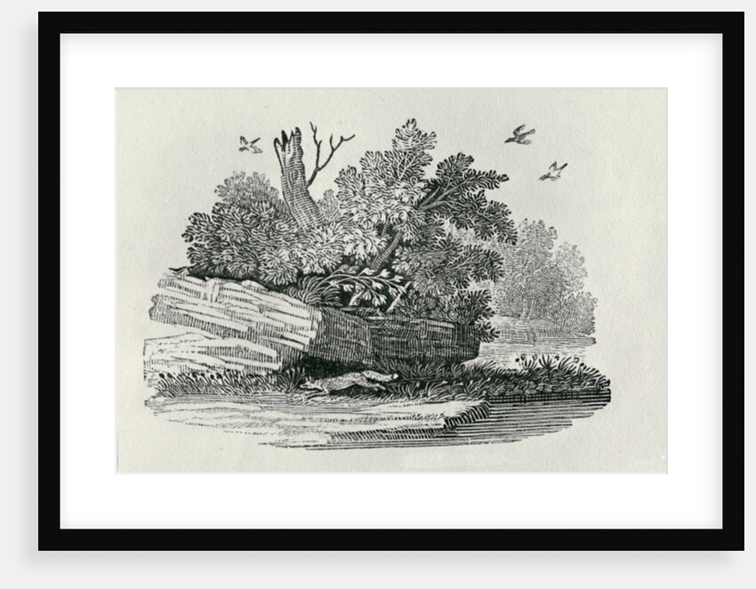 Fox escaping by Thomas Bewick