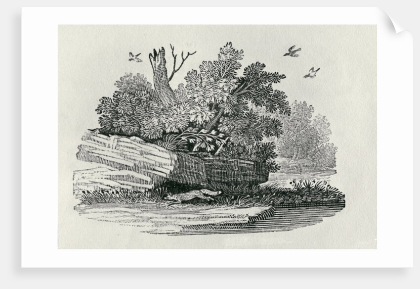 Fox escaping by Thomas Bewick