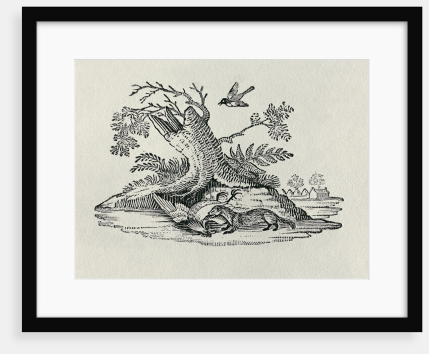 A Civet with a Cockerel from 'History of Quadrupeds', 1790 by Thomas Bewick