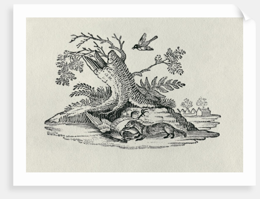 A Civet with a Cockerel from 'History of Quadrupeds', 1790 by Thomas Bewick