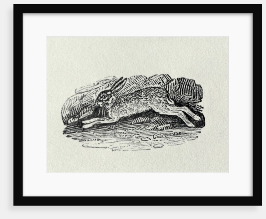 The Hare from 'History of British Birds and Quadrupeds' by Thomas Bewick