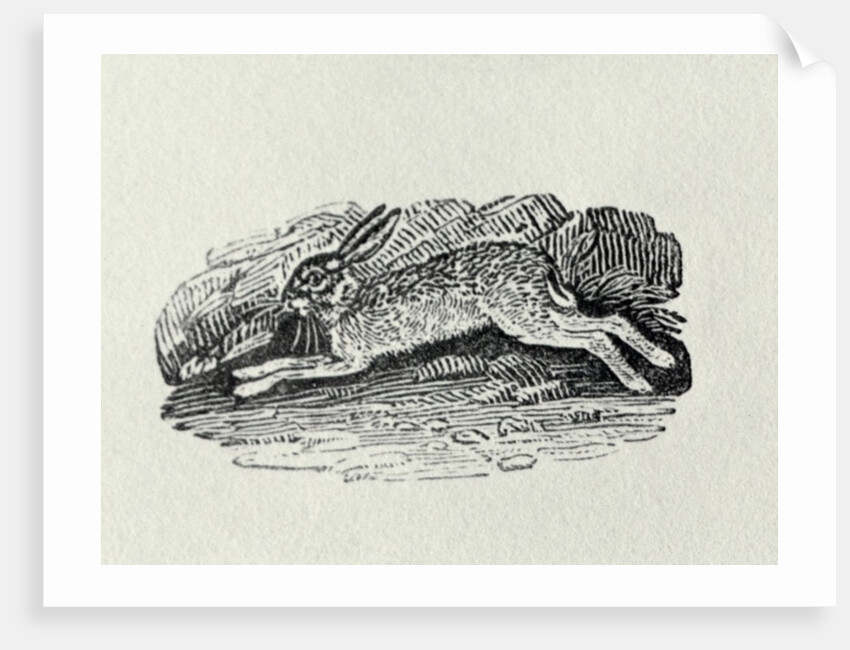 The Hare from 'History of British Birds and Quadrupeds' by Thomas Bewick