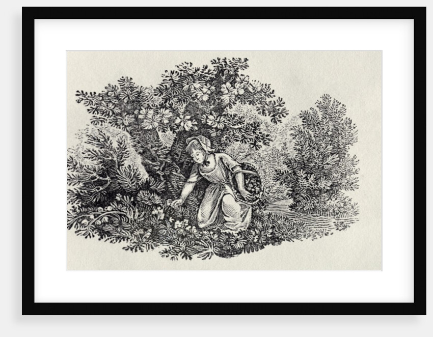 A Girl Gathering Flowers from 'History of British Birds and Quadrupeds' by Thomas Bewick