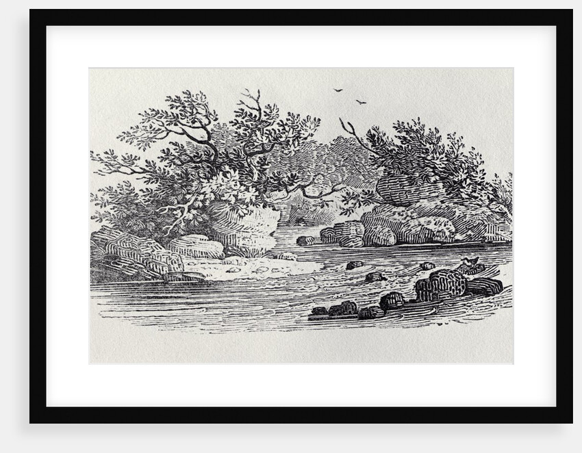 A Bend in the River from 'History of British Birds, Volume 2: Water Birds', 1804 by Thomas Bewick