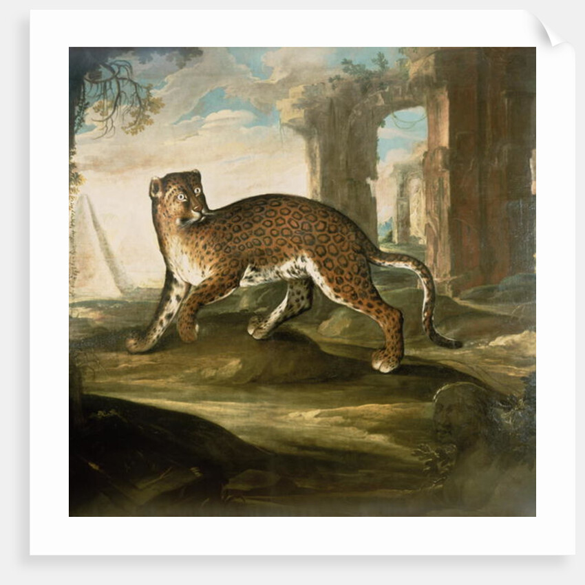 A Jaguar by Andrea the Elder Scacciati