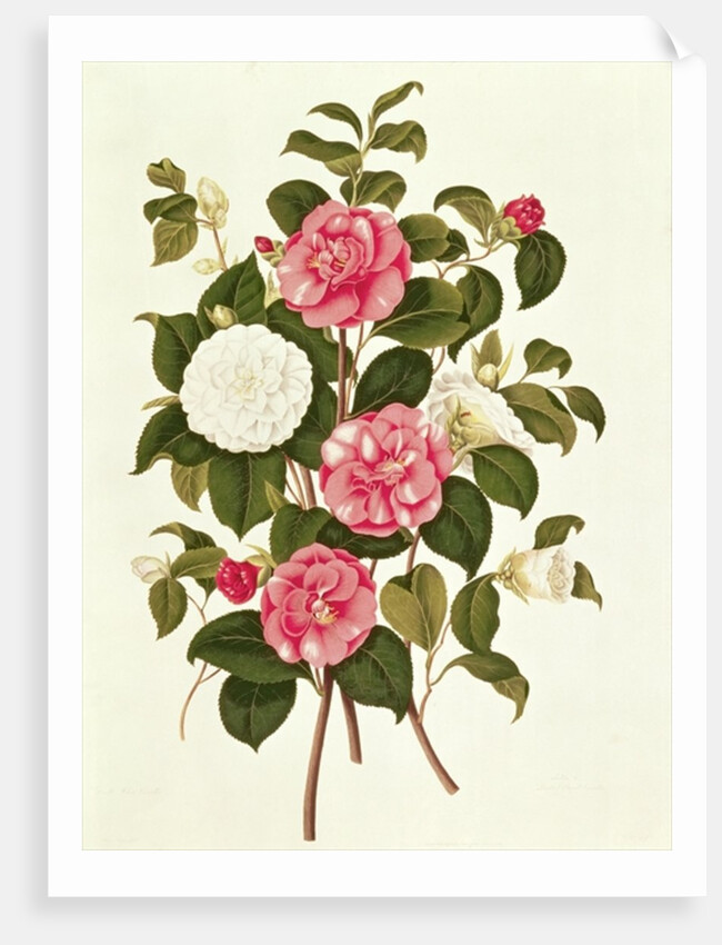 Camellia from 'A Monograph on the Genus of the Camellia' by English School