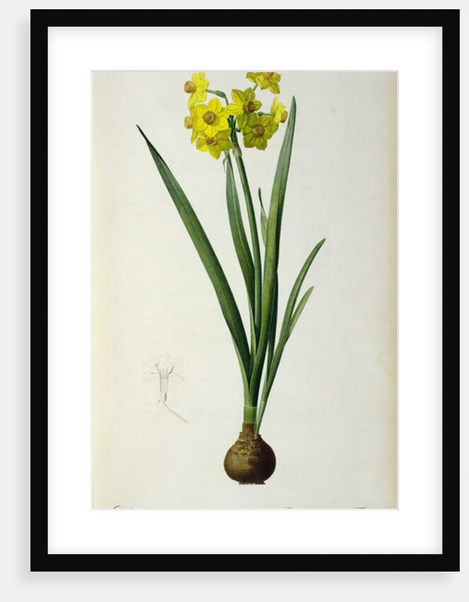 Narcissus Lazetta by Pierre Joseph Redouté