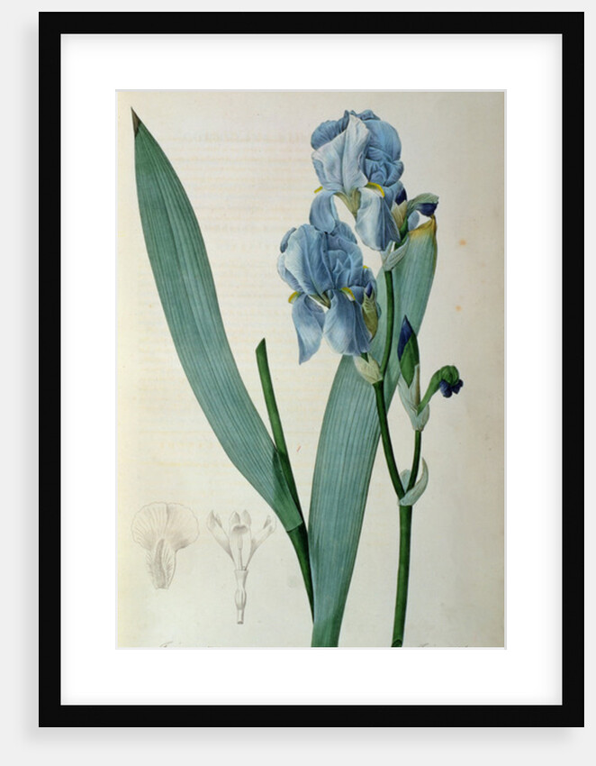 Iris Pallida by Pierre Joseph Redouté