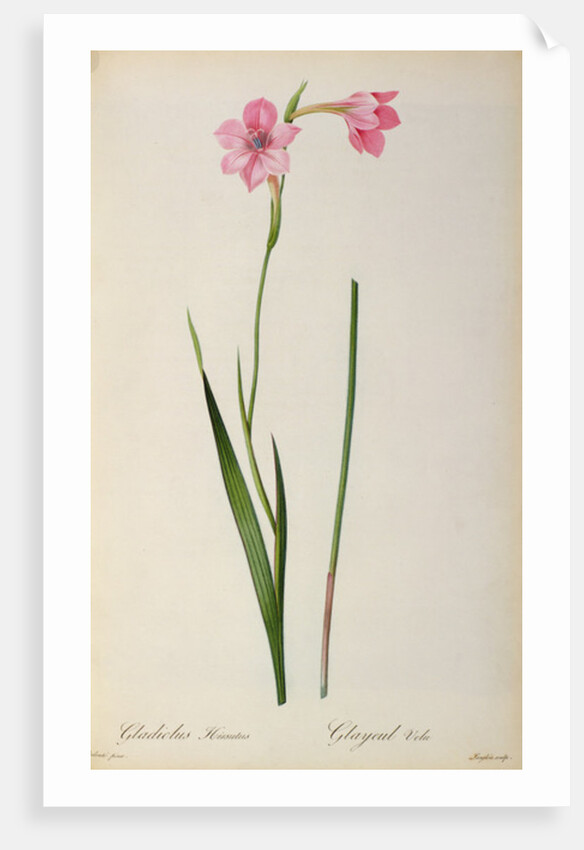 Gladiolus Hirsulus by Pierre Joseph Redouté