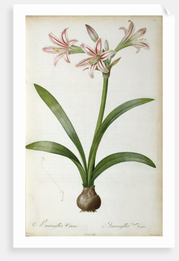 Amaryllis Vittata, from `Les Liliacees' by Pierre Redoute, 8 volumes, published 1805-16 by Pierre-Joseph Redouté