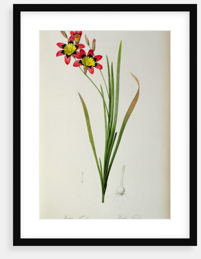 Ixia Tricolor, from `Les Liliacees', 1805 by Pierre-Joseph Redouté