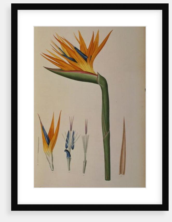 Strelitzia Reginae by Pierre-Joseph Redouté