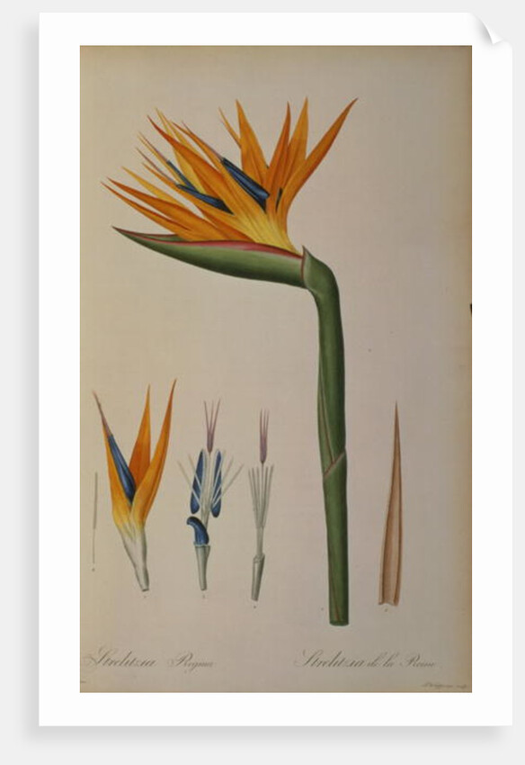 Strelitzia Reginae by Pierre-Joseph Redouté