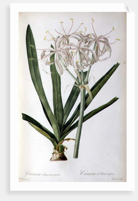 Crinum Americanum, from `Les Liliacees', 1805-16 by Pierre-Joseph Redouté