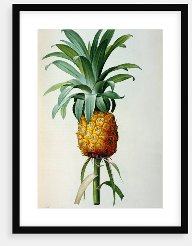 Bromelia Ananas by Pierre Joseph Redouté