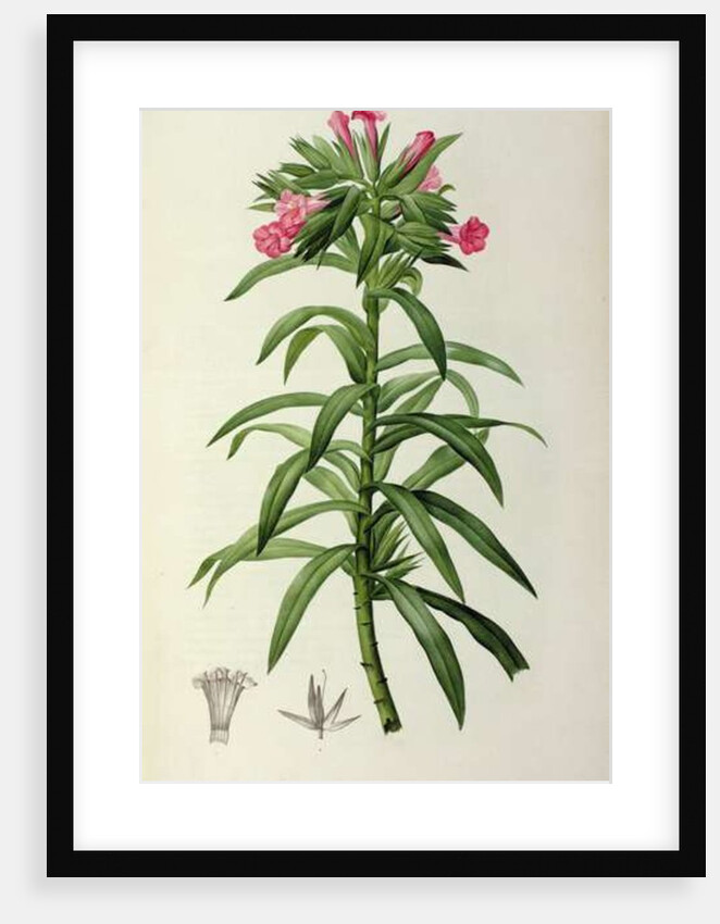 Echium Grandiflorum by Pierre-Joseph Redouté