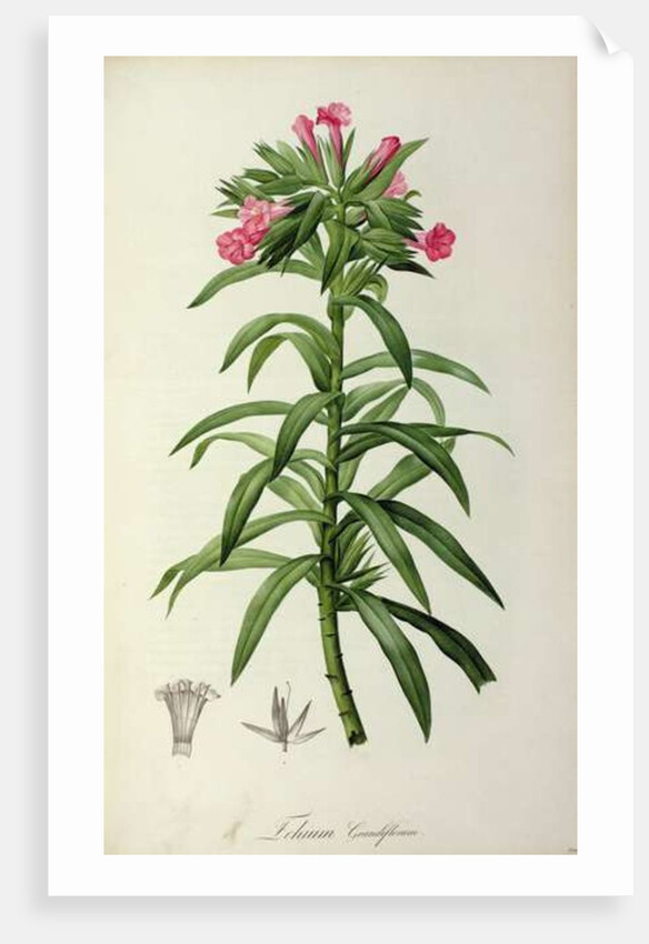 Echium Grandiflorum by Pierre-Joseph Redouté