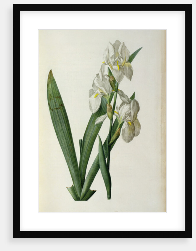Iris Florentina, from `Les Liliacees', 1805 by Pierre-Joseph Redouté