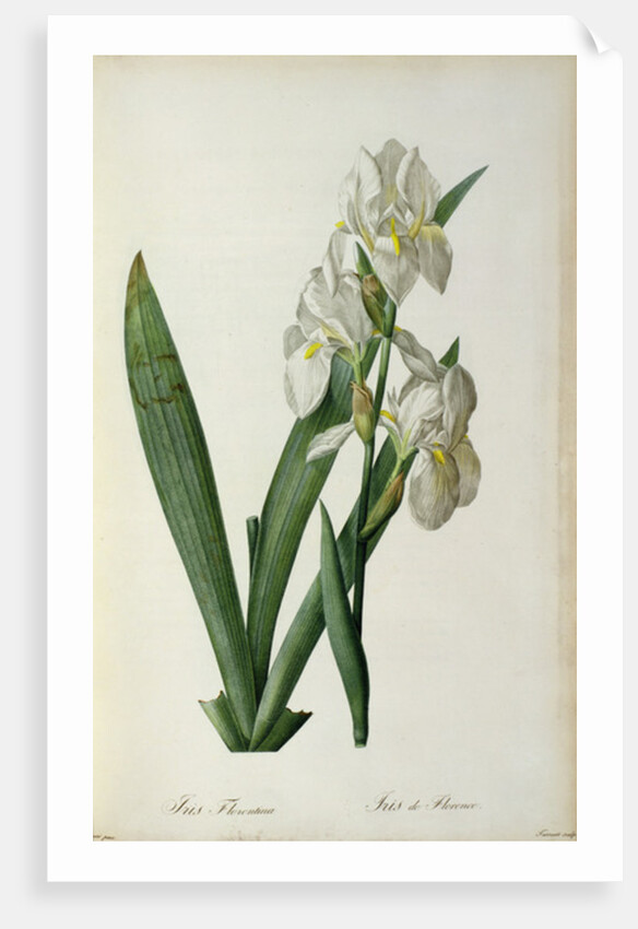Iris Florentina, from `Les Liliacees', 1805 by Pierre-Joseph Redouté