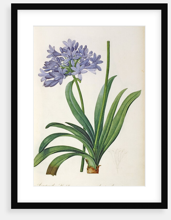 Agapanthus umbrellatus, from `Les Liliacees' by Pierre Redoute, 8 volumes, published 1805-16 by Pierre-Joseph Redouté