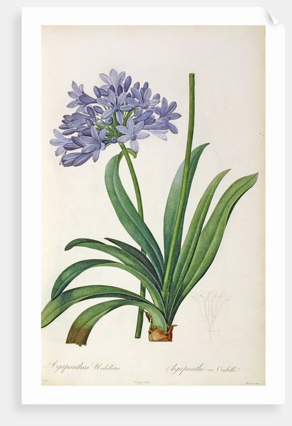 Agapanthus umbrellatus, from `Les Liliacees' by Pierre Redoute, 8 volumes, published 1805-16 by Pierre-Joseph Redouté
