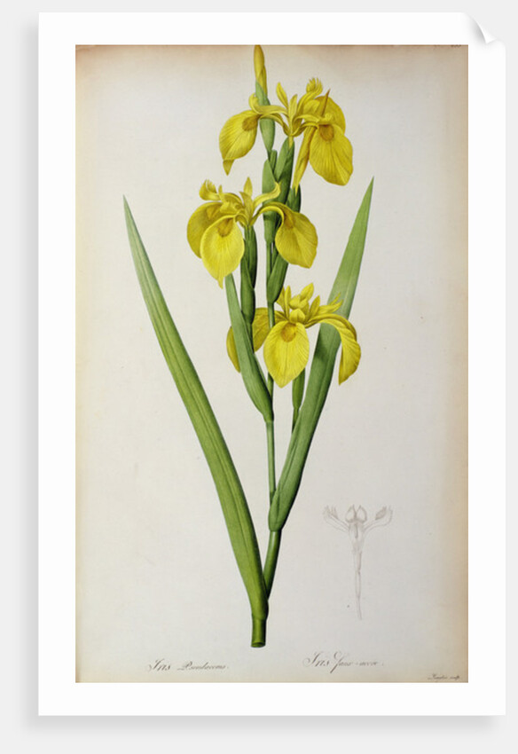 Iris Pseudacorus by Pierre Joseph Redouté