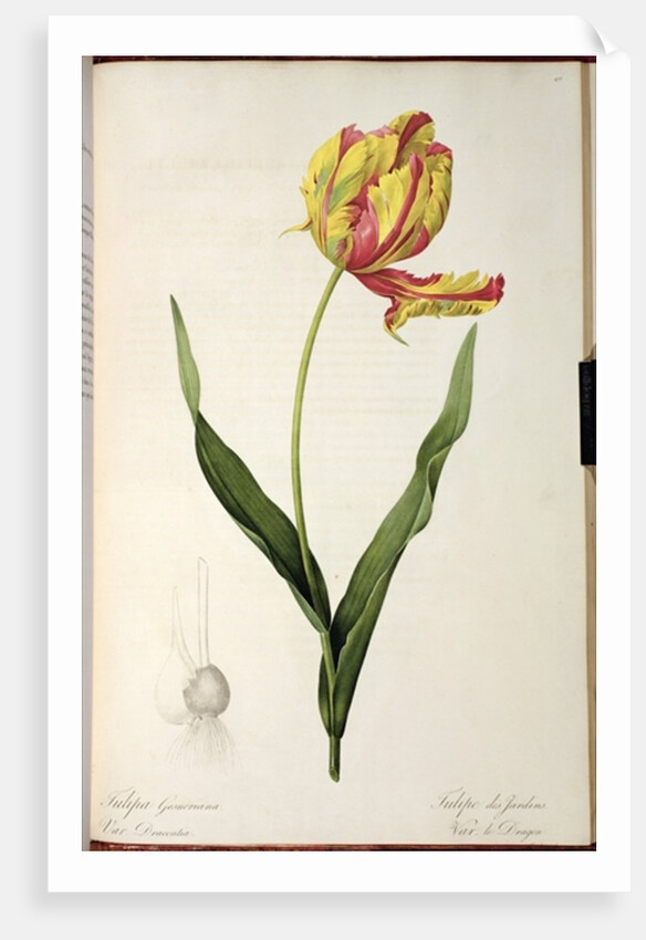 Tulipa gesneriana dracontia by Pierre-Joseph Redouté