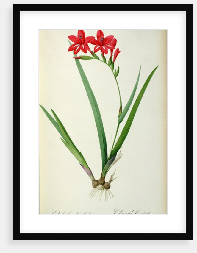 Gladiolus Cardinalis, from `Les Liliacees', 1805 by Pierre-Joseph Redouté